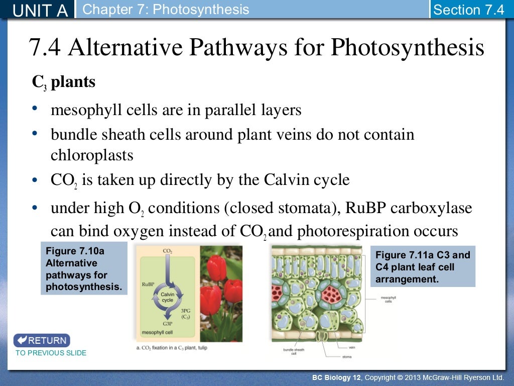 Biology 12 Alternative Pathways to Photosynthesis Section 74 and…