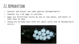 2.c.Reproduction
• Asexual and Sexual and some species Hermaphroditic
• Females lay 1-30 eggs in cuticles
• Eggs are fertilized insitu by one or two males, and hatch in
less than 14 days
• Young are already born with all adult cells and no metamorfosis
occurs.
 