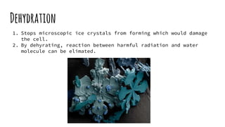 Dehydration
1. Stops microscopic ice crystals from forming which would damage
the cell.
2. By dehyrating, reaction between harmful radiation and water
molecule can be elimated.
 