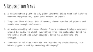 5.Resurrection Plant
1. A resurrection plant is any poikilohydric plant that can survive
extreme dehydration, even over months or years.
2. They can live without 95% of water, these species of plants and
seeds are drought-tolerant.
3. An understanding of these plants from a systems biology approach
should be made, in which everything from the molecular level to
the whole plant eco-physiological level to understand the
changes.
4. Interaction of free radicals are avoided by antioxidants, sun
block pigments and by removing chlorophyll.
 