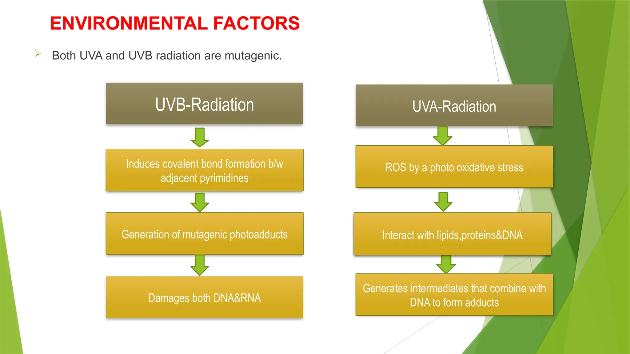 ENVIRONMENTAL FACTORS
 Both UVA and UVB radiation are mutagenic.
UVB-Radiation
Damages both DNA&RNA
UVA-Radiation
Generation of mutagenic photoadducts
Induces covalent bond formation b/w
adjacent pyrimidines
ROS by a photo oxidative stress
Interact with lipids,proteins&DNA
Generates intermediates that combine with
DNA to form adducts
Interact with lipids,proteins&DNA
 