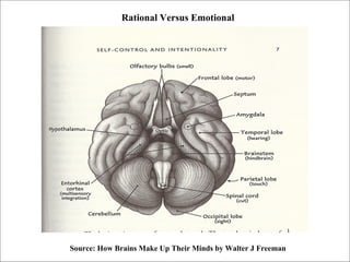 Source: How Brains Make Up Their Minds by Walter J Freeman Rational Versus Emotional 