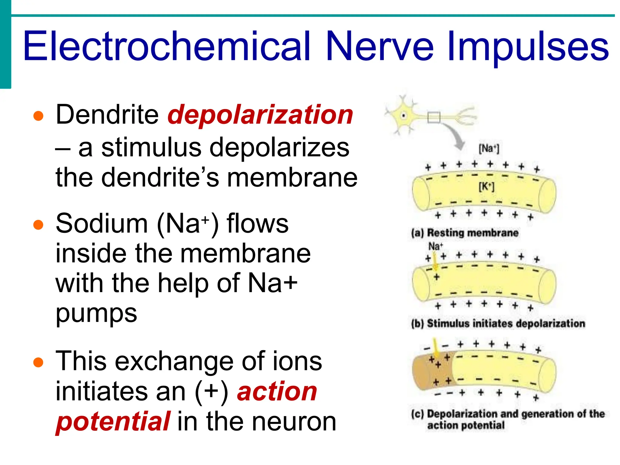 Electrochemical Nerve Impulses
• Dendrite depolarization
– a stimulus depolarizes
the dendrite’s membrane
• Sodium (Na+) flows
inside the membrane
with the help of Na+
pumps
• This exchange of ions
initiates an (+) action
potential in the neuron
 