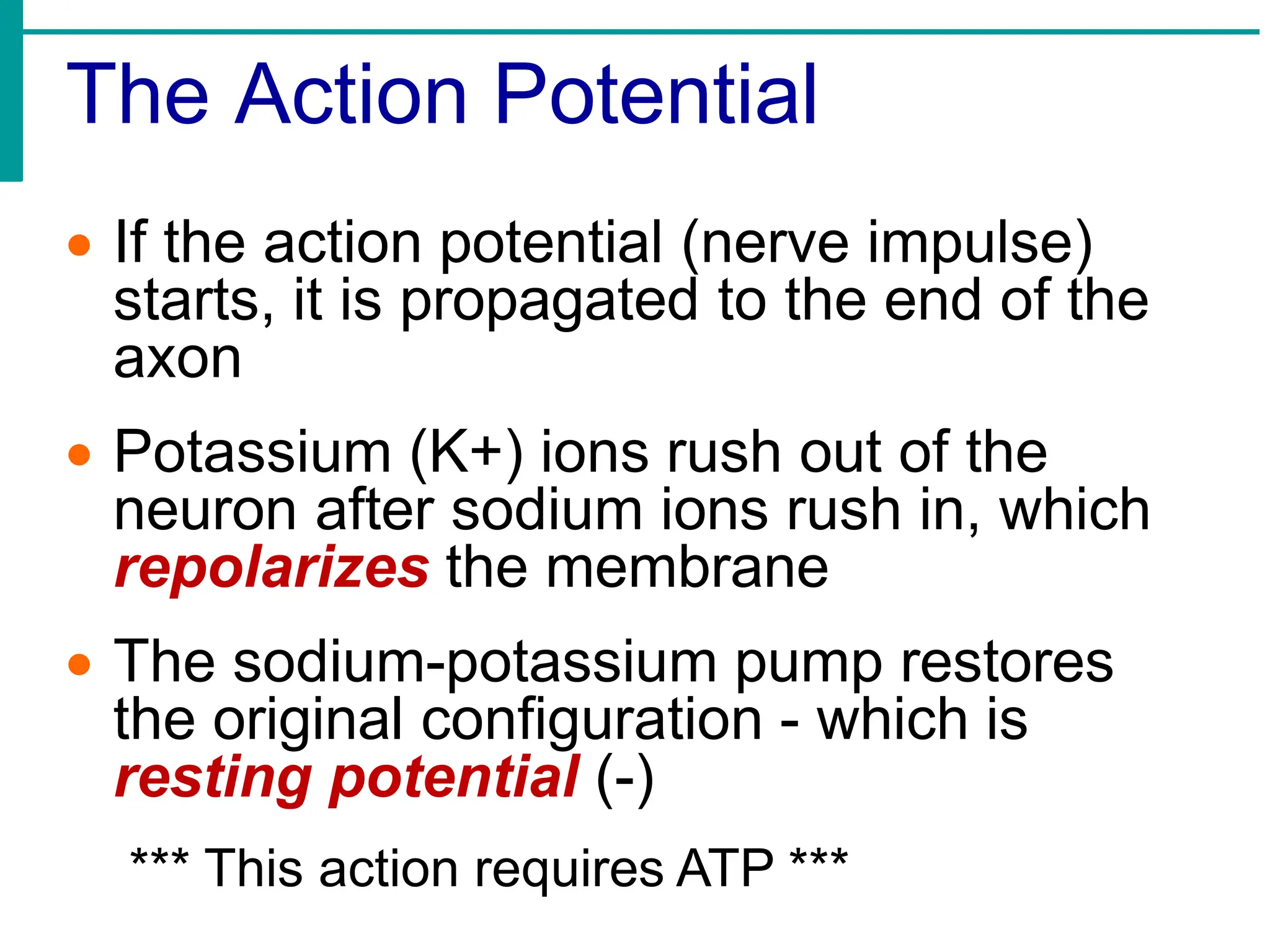 The Action Potential
• If the action potential (nerve impulse)
starts, it is propagated to the end of the
axon
• Potassium (K+) ions rush out of the
neuron after sodium ions rush in, which
repolarizes the membrane
• The sodium-potassium pump restores
the original configuration - which is
resting potential (-)
*** This action requires ATP ***
 