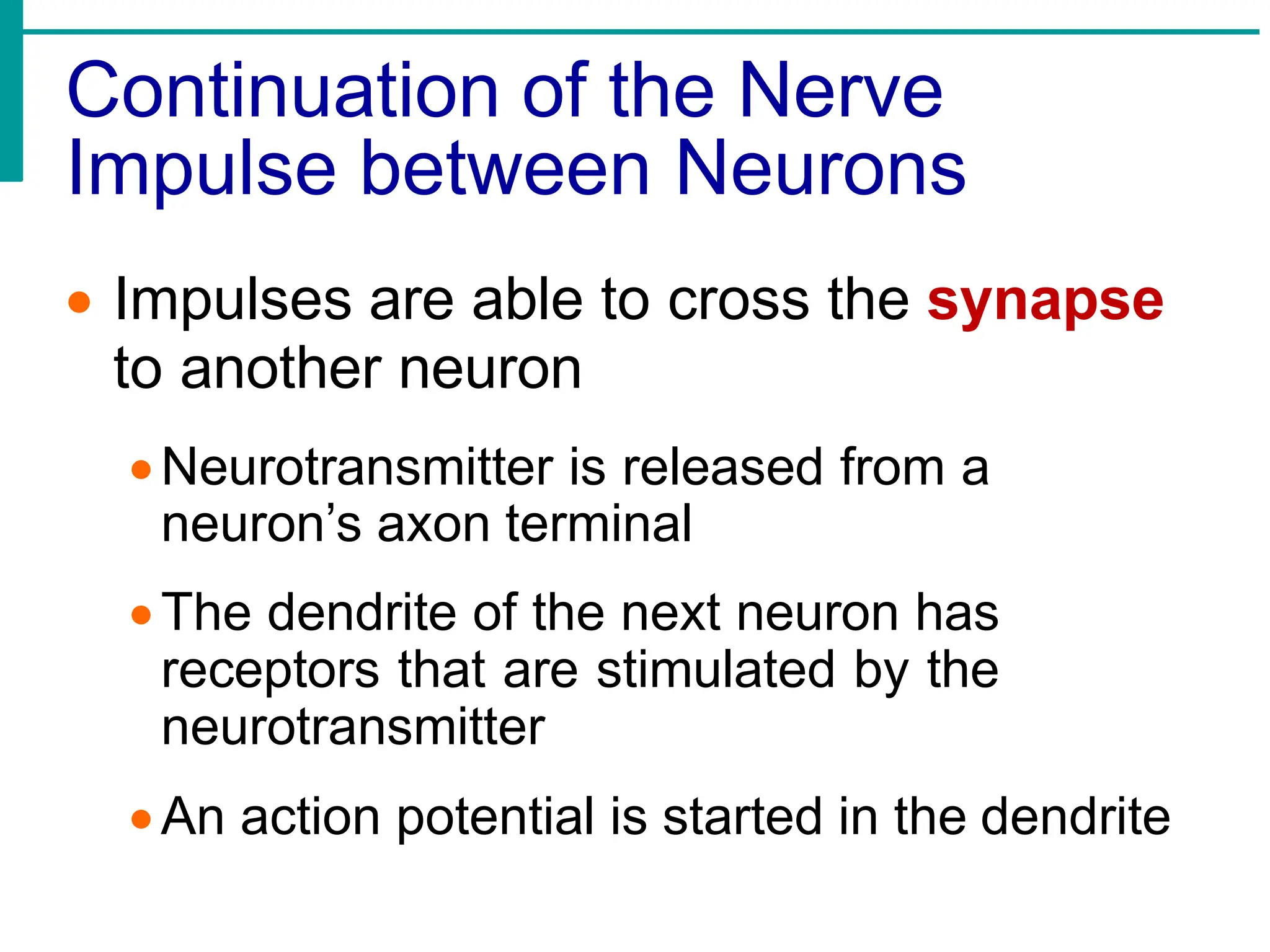 Continuation of the Nerve
Impulse between Neurons
• Impulses are able to cross the synapse
to another neuron
•Neurotransmitter is released from a
neuron’s axon terminal
•The dendrite of the next neuron has
receptors that are stimulated by the
neurotransmitter
•An action potential is started in the dendrite
 