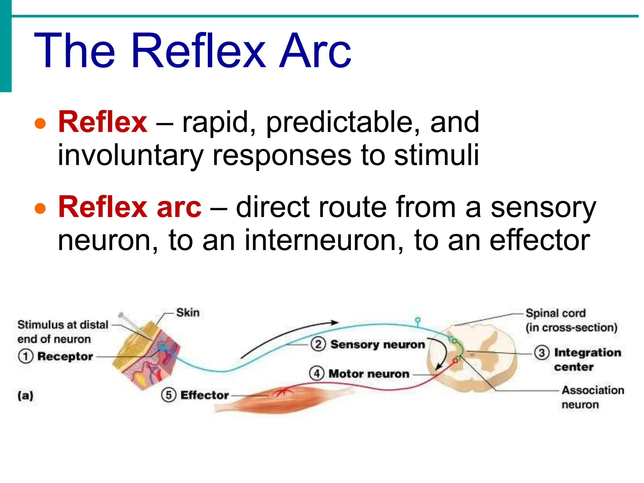 The Reflex Arc
• Reflex – rapid, predictable, and
involuntary responses to stimuli
• Reflex arc – direct route from a sensory
neuron, to an interneuron, to an effector
 