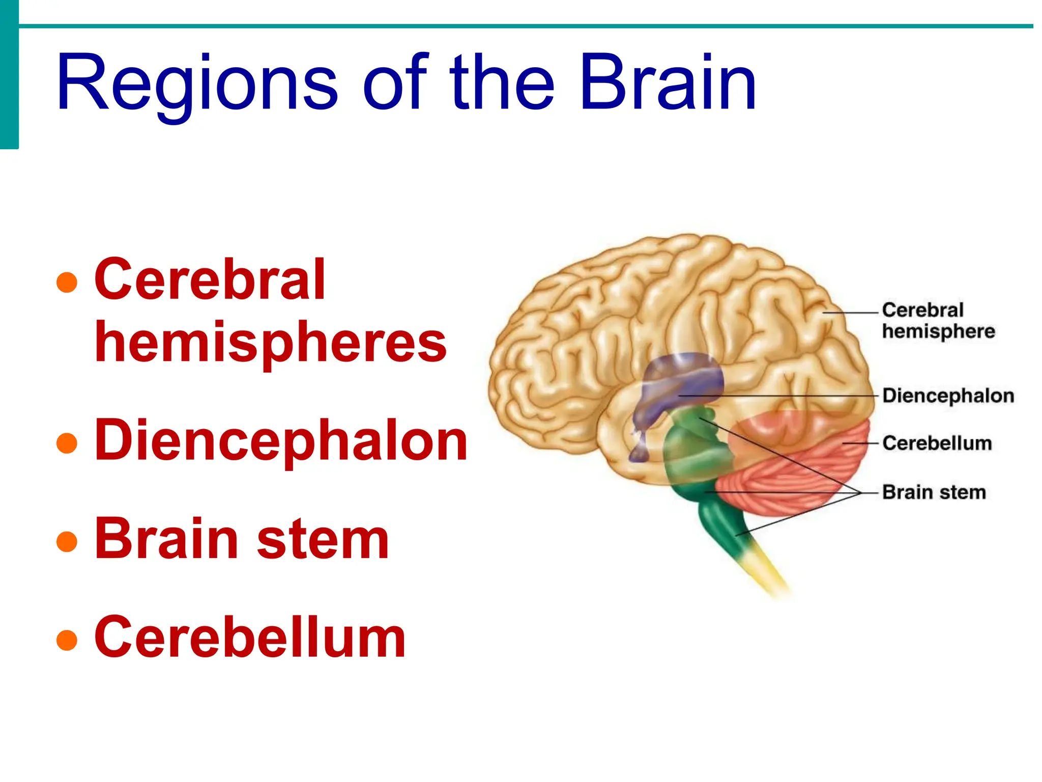 Regions of the Brain
• Cerebral
hemispheres
• Diencephalon
• Brain stem
• Cerebellum
 