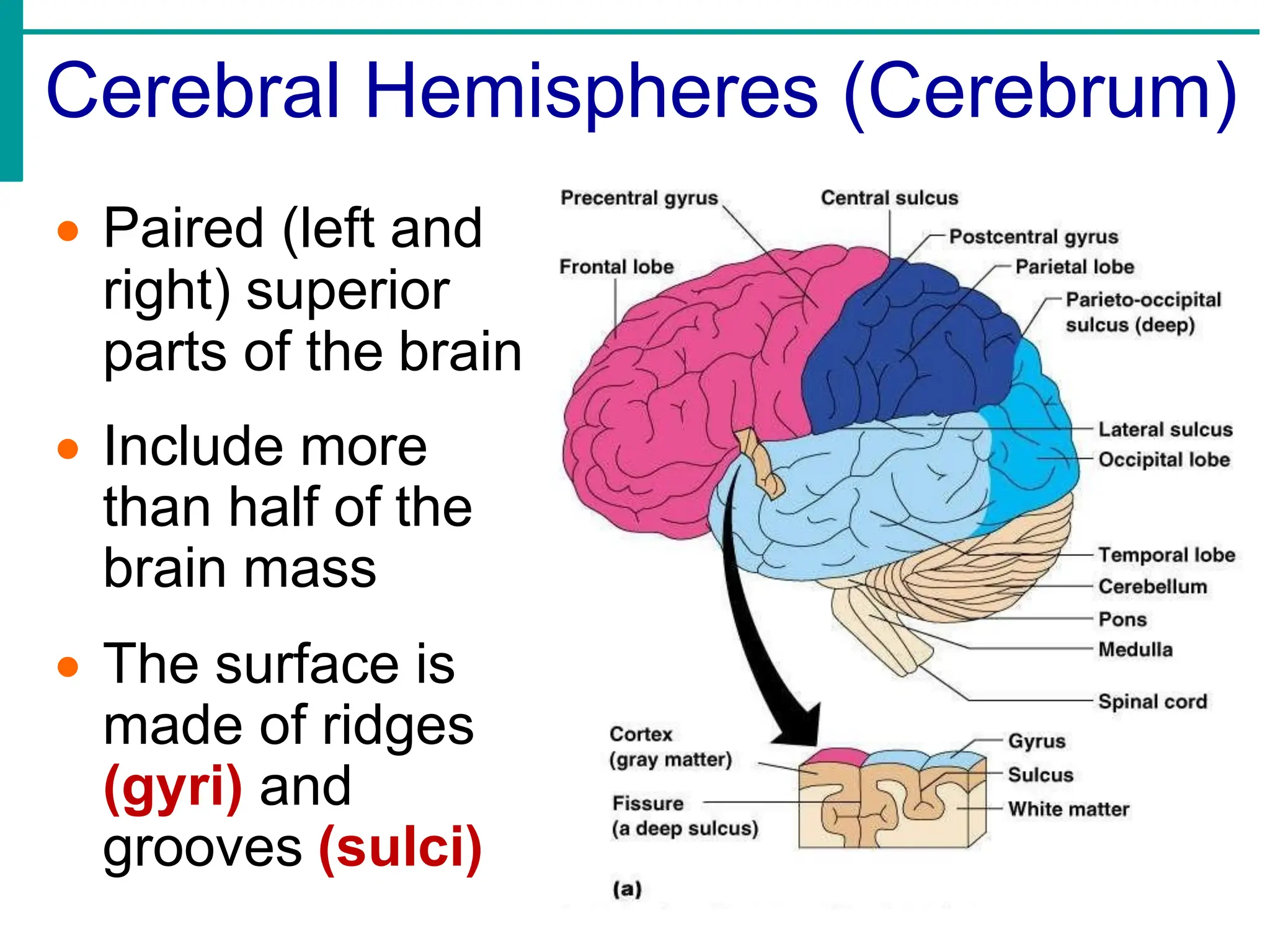 Cerebral Hemispheres (Cerebrum)
• Paired (left and
right) superior
parts of the brain
• Include more
than half of the
brain mass
• The surface is
made of ridges
(gyri) and
grooves (sulci)
 