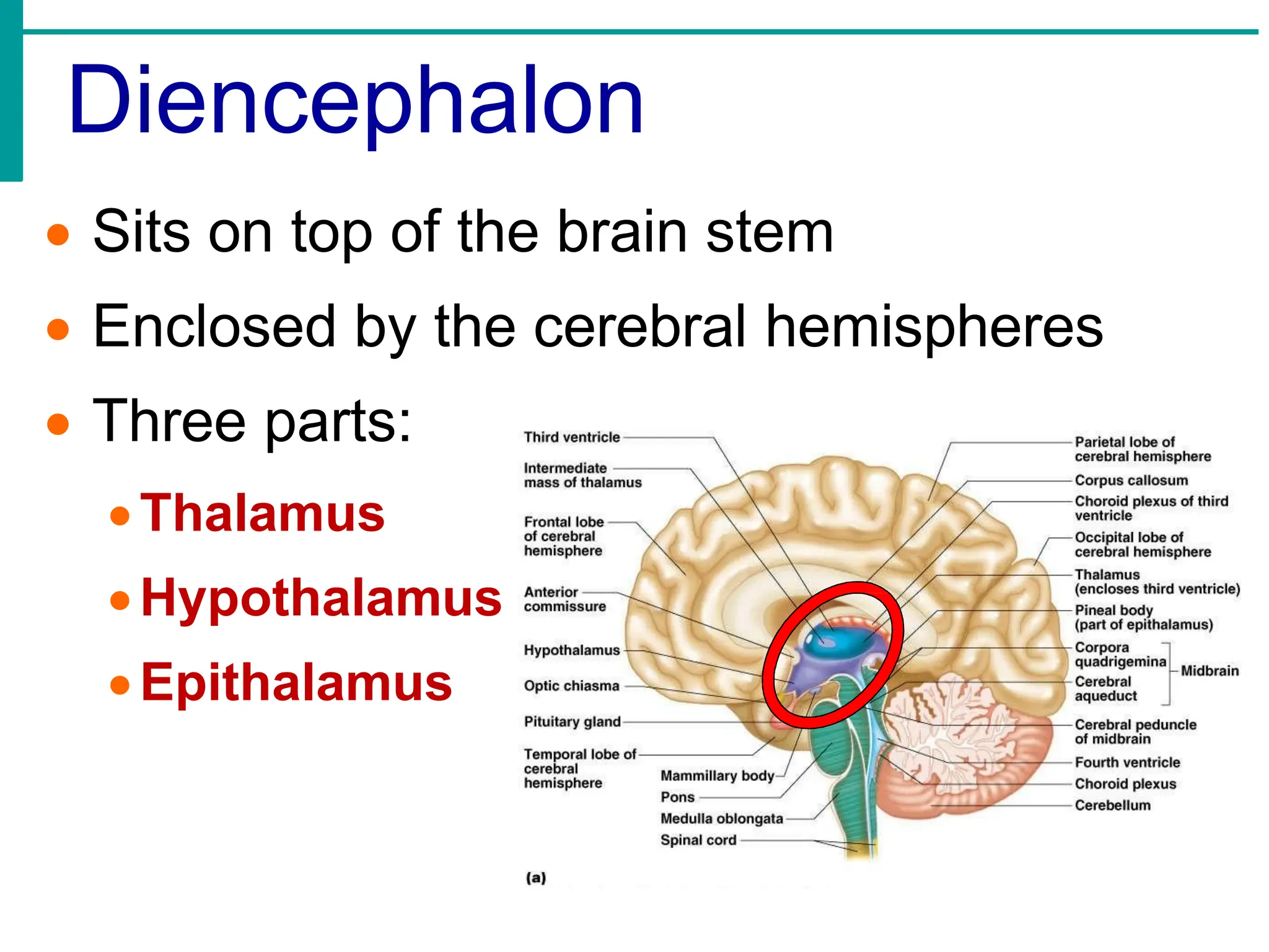 Diencephalon
• Sits on top of the brain stem
• Enclosed by the cerebral hemispheres
• Three parts:
•Thalamus
•Hypothalamus
•Epithalamus
 