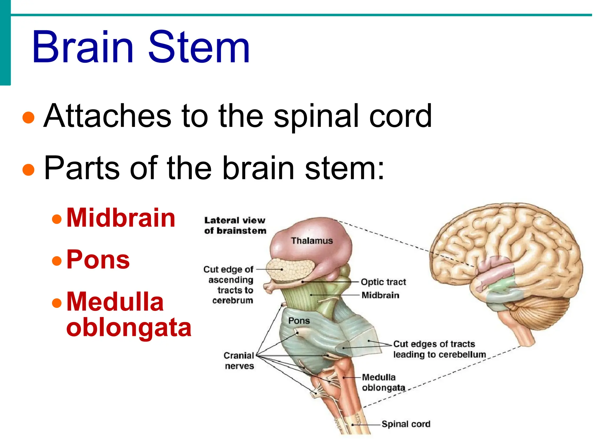 Brain Stem
• Attaches to the spinal cord
• Parts of the brain stem:
•Midbrain
•Pons
•Medulla
oblongata
 