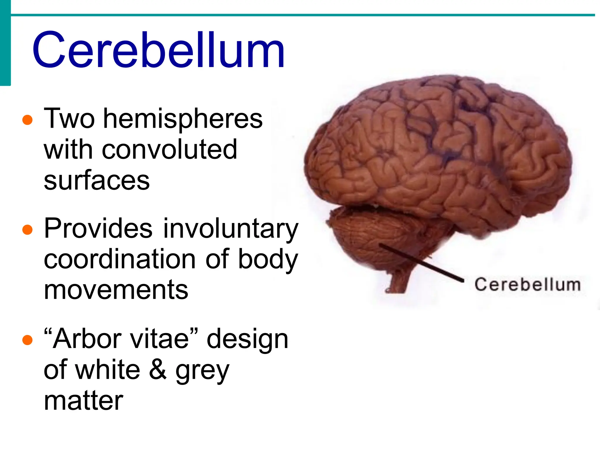 Cerebellum
• Two hemispheres
with convoluted
surfaces
• Provides involuntary
coordination of body
movements
• “Arbor vitae” design
of white & grey
matter
 