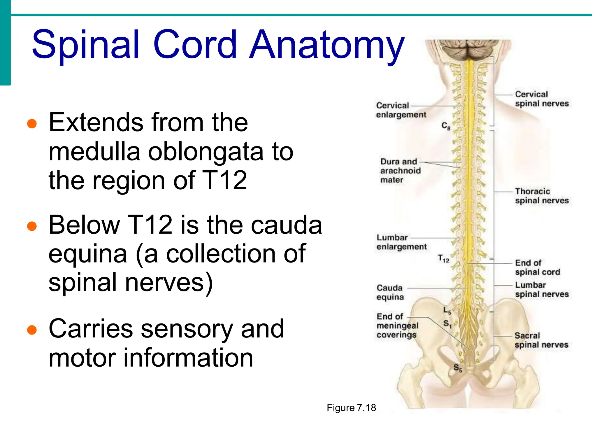 • Extends from the
medulla oblongata to
the region of T12
• Below T12 is the cauda
equina (a collection of
spinal nerves)
• Carries sensory and
motor information
Figure 7.18
Spinal Cord Anatomy
 