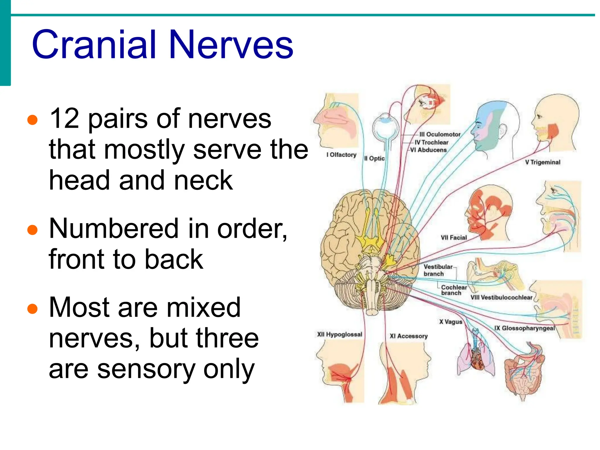 Cranial Nerves
• 12 pairs of nerves
that mostly serve the
head and neck
• Numbered in order,
front to back
• Most are mixed
nerves, but three
are sensory only
 