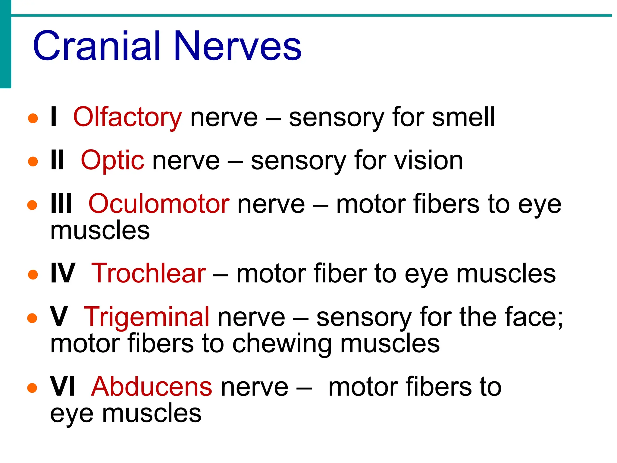Cranial Nerves
• I Olfactory nerve – sensory for smell
• II Optic nerve – sensory for vision
• III Oculomotor nerve – motor fibers to eye
muscles
• IV Trochlear – motor fiber to eye muscles
• V Trigeminal nerve – sensory for the face;
motor fibers to chewing muscles
• VI Abducens nerve – motor fibers to
eye muscles
 