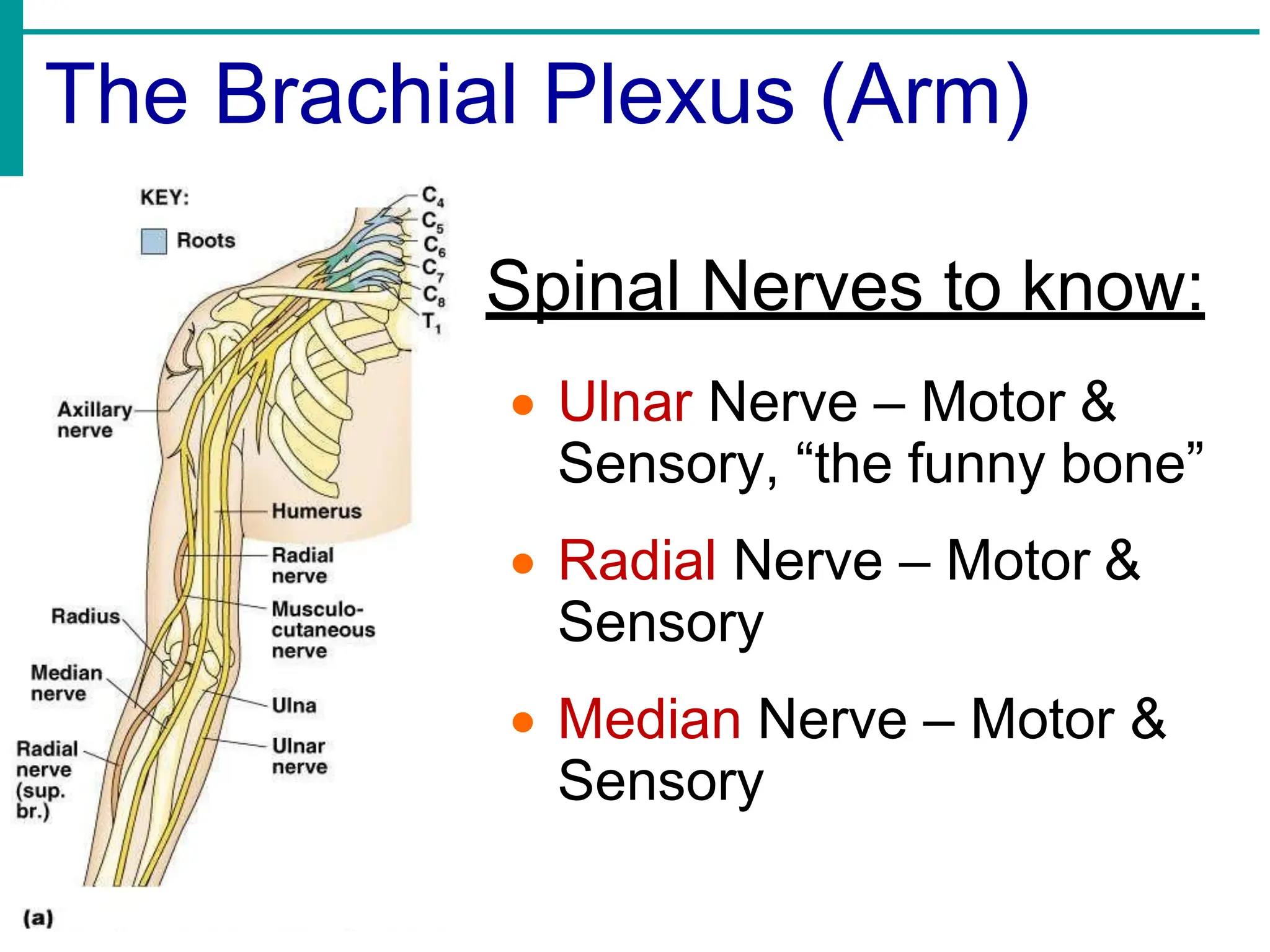 Spinal Nerves to know:
• Ulnar Nerve – Motor &
Sensory, “the funny bone”
• Radial Nerve – Motor &
Sensory
• Median Nerve – Motor &
Sensory
The Brachial Plexus (Arm)
 