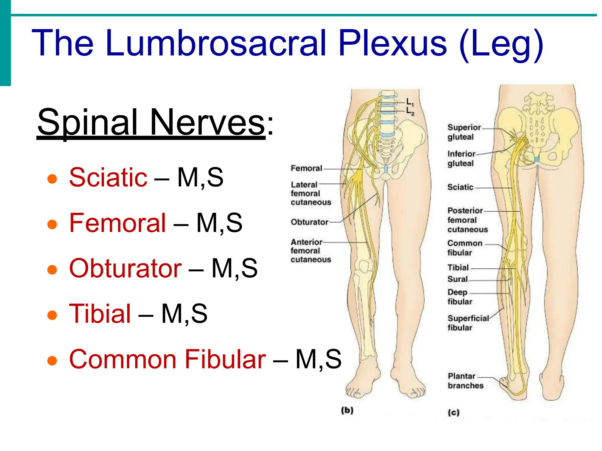 The Lumbrosacral Plexus (Leg)
Spinal Nerves:
• Sciatic – M,S
• Femoral – M,S
• Obturator – M,S
• Tibial – M,S
• Common Fibular – M,S
 