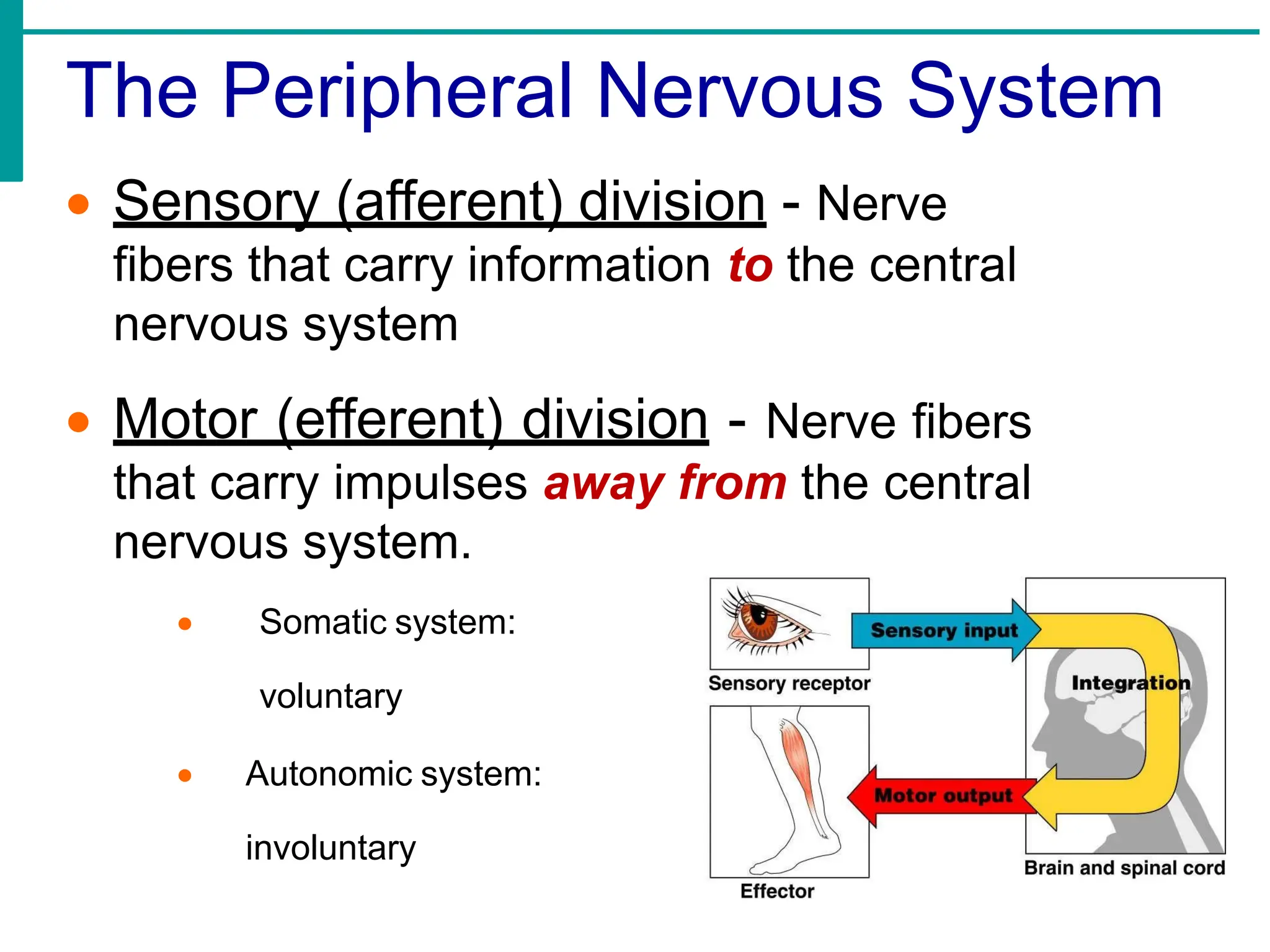The Peripheral Nervous System
• Sensory (afferent) division - Nerve
fibers that carry information to the central
nervous system
• Motor (efferent) division - Nerve fibers
that carry impulses away from the central
nervous system.
• Somatic system:
voluntary
• Autonomic system:
involuntary
 