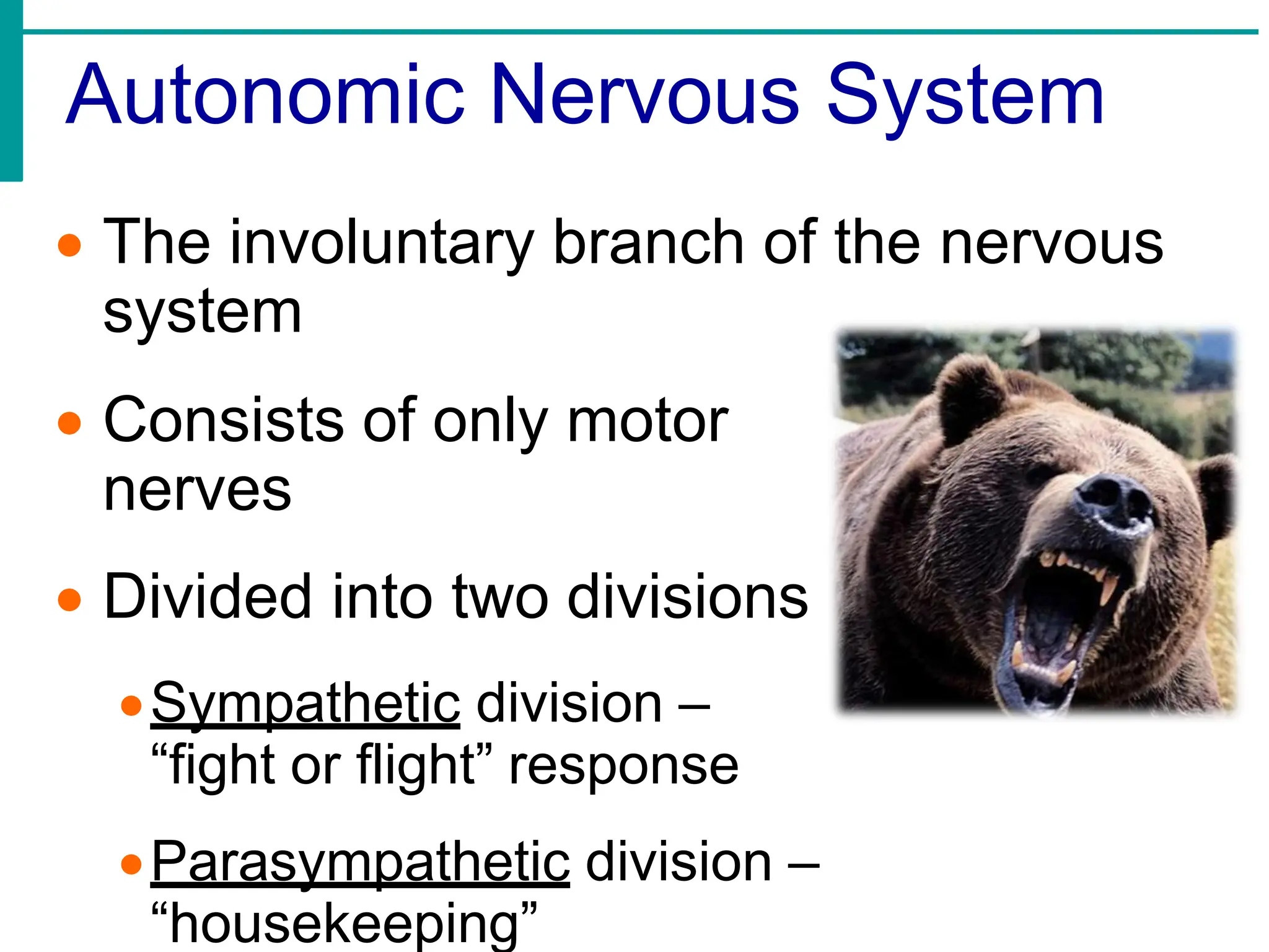 Autonomic Nervous System
• The involuntary branch of the nervous
system
• Consists of only motor
nerves
• Divided into two divisions
•Sympathetic division –
“fight or flight” response
•Parasympathetic division –
“housekeeping”
 
