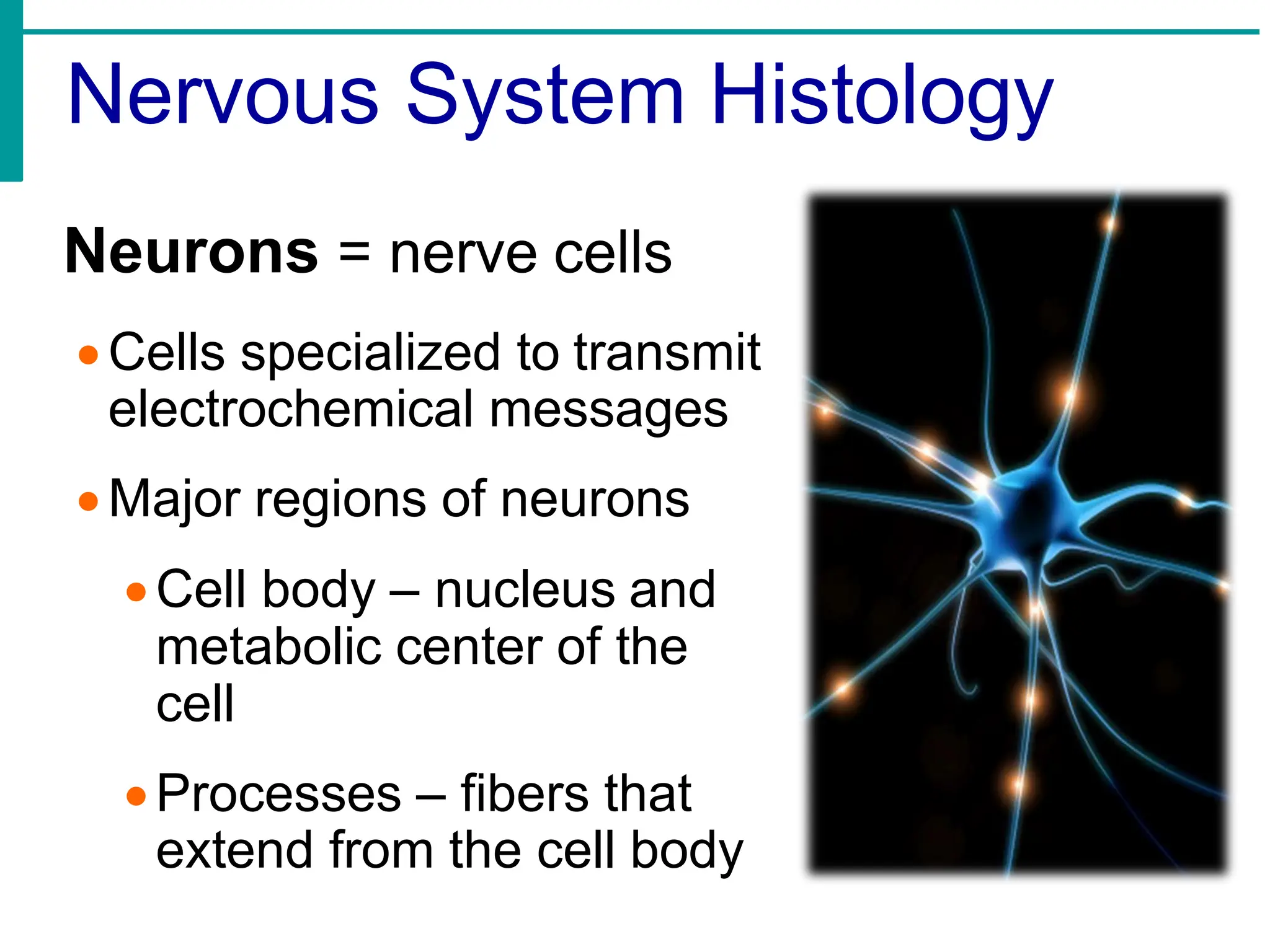Nervous System Histology
Neurons = nerve cells
•Cells specialized to transmit
electrochemical messages
•Major regions of neurons
•Cell body – nucleus and
metabolic center of the
cell
•Processes – fibers that
extend from the cell body
 