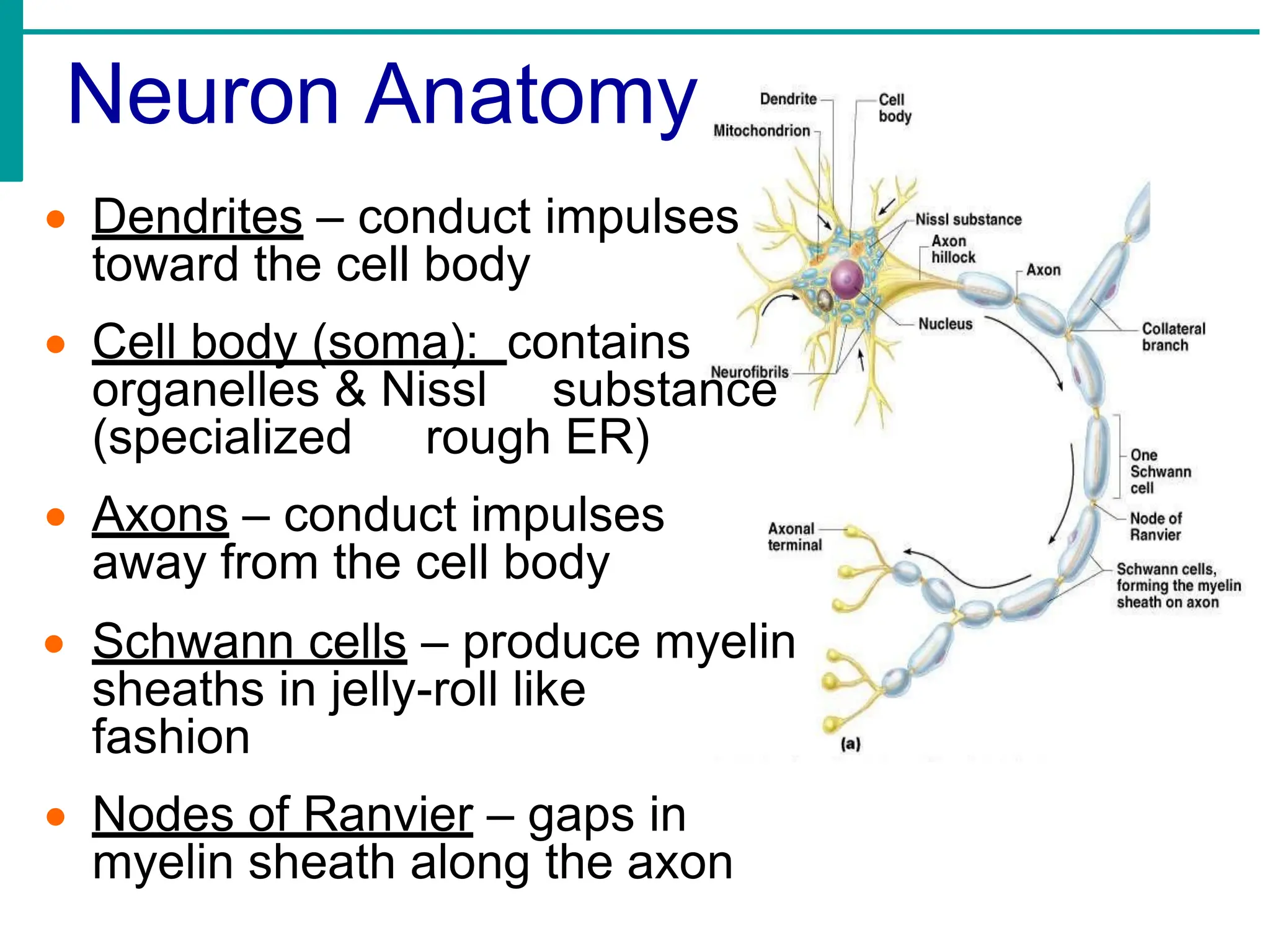 Neuron Anatomy
• Dendrites – conduct impulses
toward the cell body
• Cell body (soma): contains
organelles & Nissl substance
(specialized rough ER)
• Axons – conduct impulses
away from the cell body
• Schwann cells – produce myelin
sheaths in jelly-roll like
fashion
• Nodes of Ranvier – gaps in
myelin sheath along the axon
 