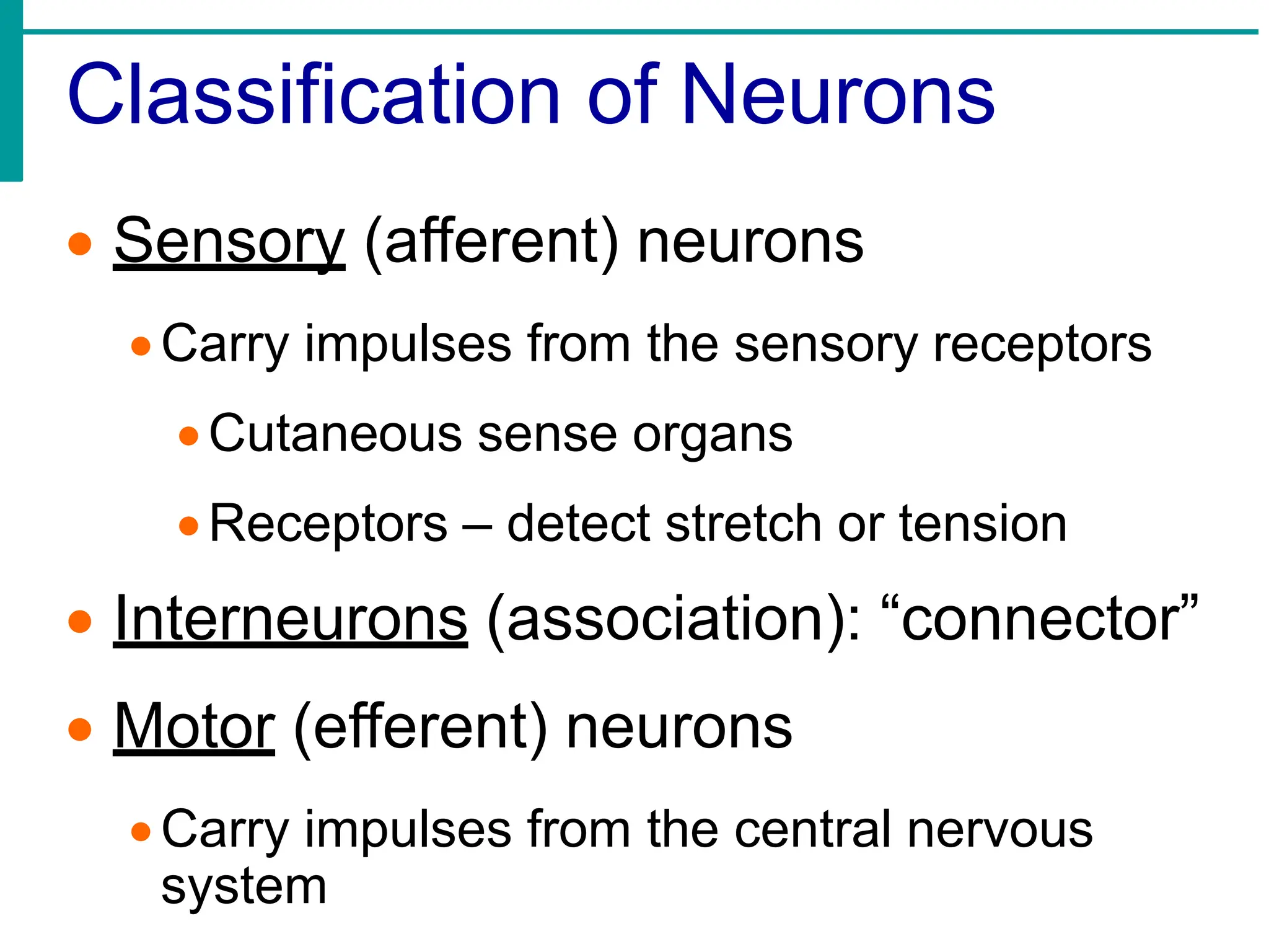 Classification of Neurons
• Sensory (afferent) neurons
•Carry impulses from the sensory receptors
•Cutaneous sense organs
•Receptors – detect stretch or tension
• Interneurons (association): “connector”
• Motor (efferent) neurons
•Carry impulses from the central nervous
system
 