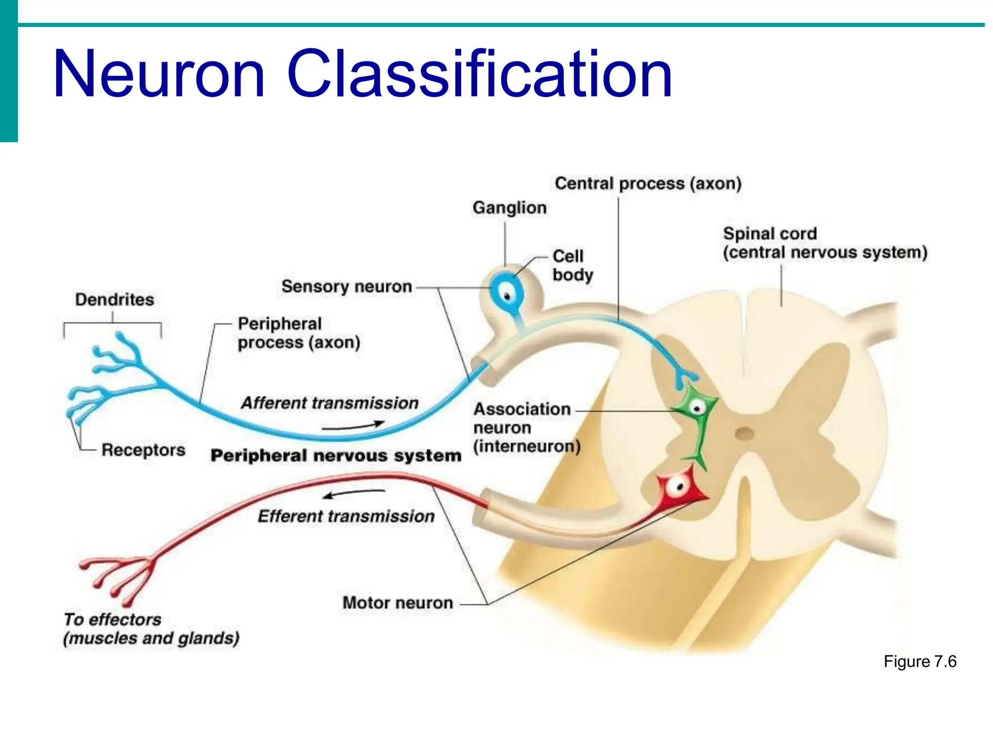 Neuron Classification
Figure 7.6
 
