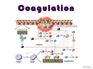 Coagulation
http://varnerlab.org
 
