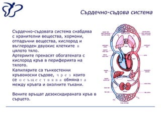 Сърдечно-съдова система   Сърдечно-съдовата система снабдява с хранителни вещества, хормони, отпадъчни вещества, кислород и въглероден двуокис клетките  в  цялото тяло. Вените връщат дезоксидираната кръв в сърцето. Артериите пренасят обогатената с кислород кръв в периферията на тялото. Капилярите са тънкостенни кръвоносни съдове,  чрез  които се  осъществява  обмяна та  между кръвта и околните тъкани.   