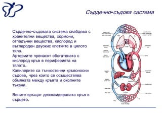 Сърдечно-съдова система


Сърдечно-съдовата система снабдява с
хранителни вещества, хормони,
отпадъчни вещества, кислород и
въглероден двуокис клетките в цялото
тяло.
Артериите пренасят обогатената с
кислород кръв в периферията на
тялото.
Капилярите са тънкостенни кръвоносни
съдове, чрез които се осъществява
обмяната между кръвта и околните
тъкани.

Вените връщат дезоксидираната кръв в
сърцето.
 