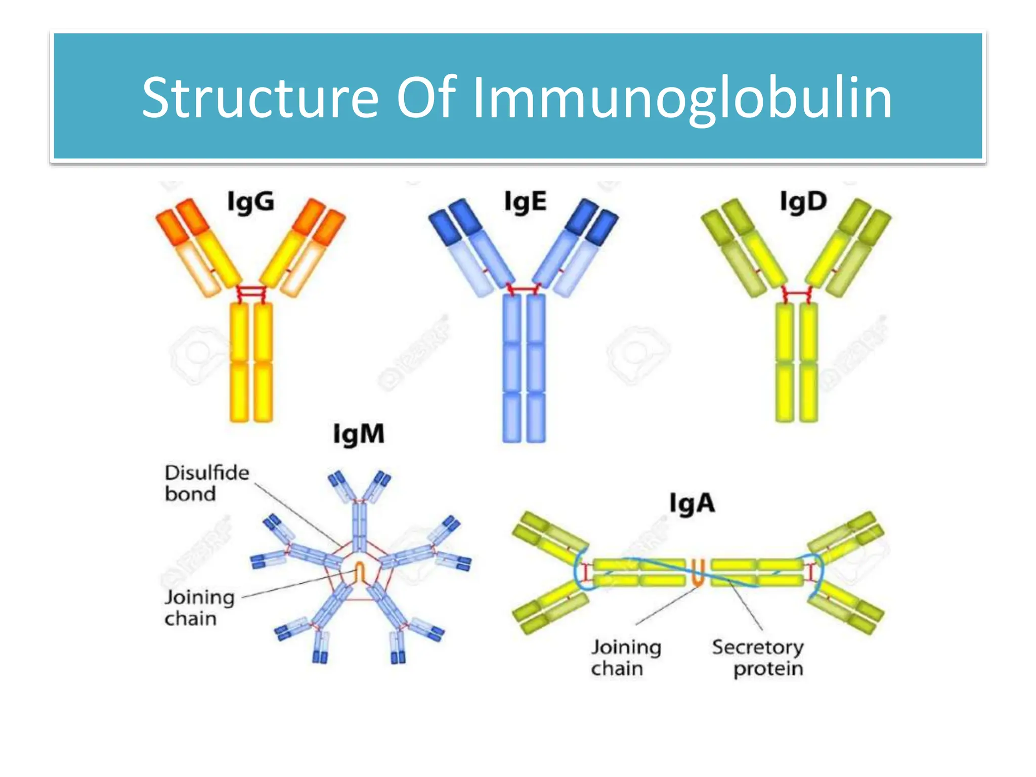 Antigen,Immunoglobulin And B Cell Maturation Activation Differentiation ...