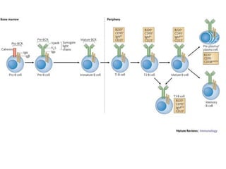 Antigen,Immunoglobulin And B Cell Maturation Activation Differentiation ...