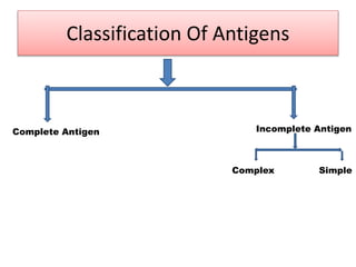 Antigen,Immunoglobulin And B Cell Maturation Activation Differentiation ...