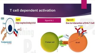 Bcell activation , differentiation and memory | PPTX
