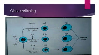 Bcell activation , differentiation and memory PPTX