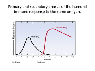 B cell and Immune responseB cell and Immune response | PPTX