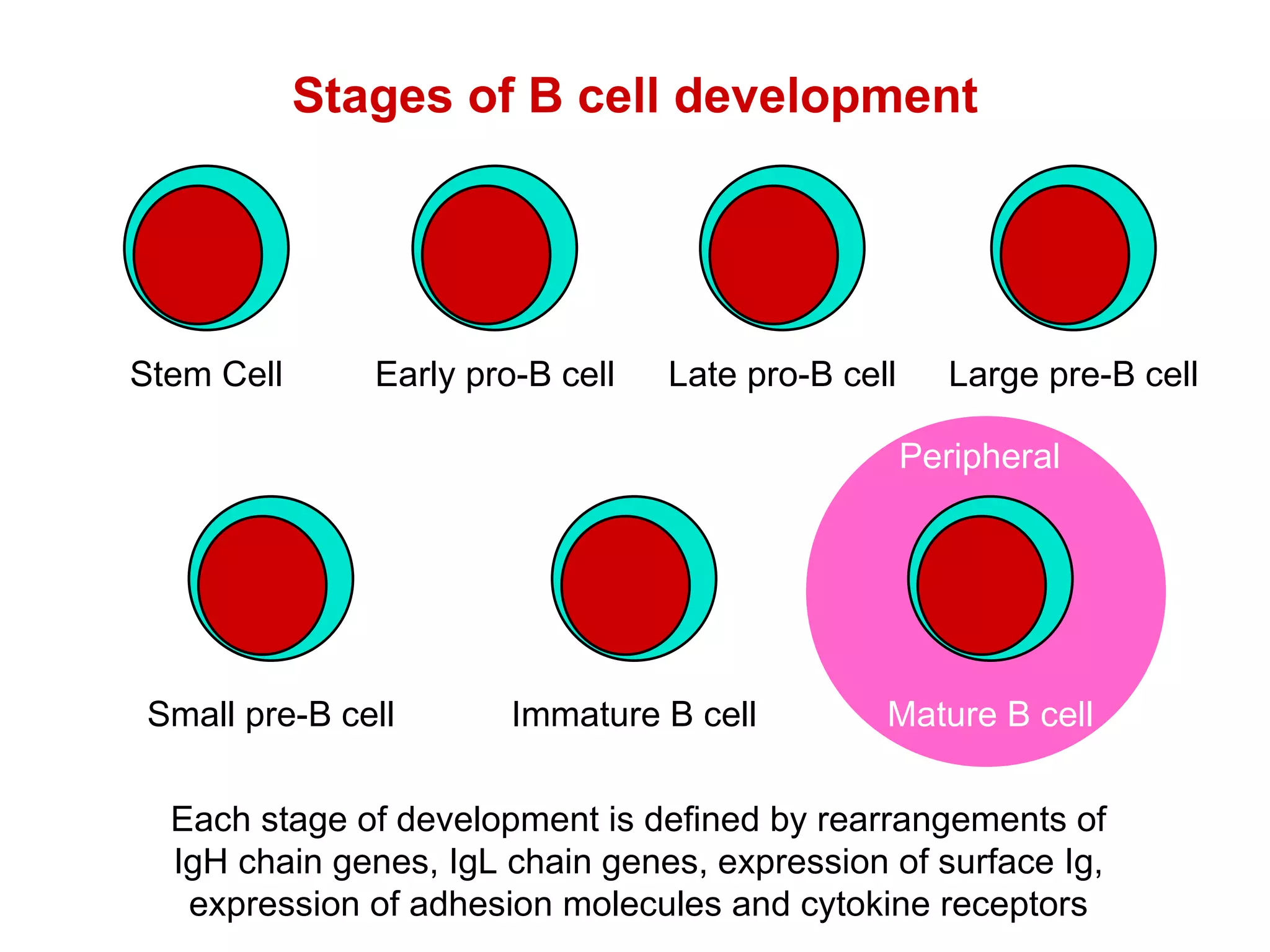 Stages of B cell development Each stage of development is defined by rearrangements of IgH chain genes, IgL chain genes, expression of surface Ig, expression of adhesion molecules and cytokine receptors Peripheral Stem Cell Early pro-B cell Late pro-B cell Large pre-B cell Small pre-B cell Immature B cell Mature B cell 