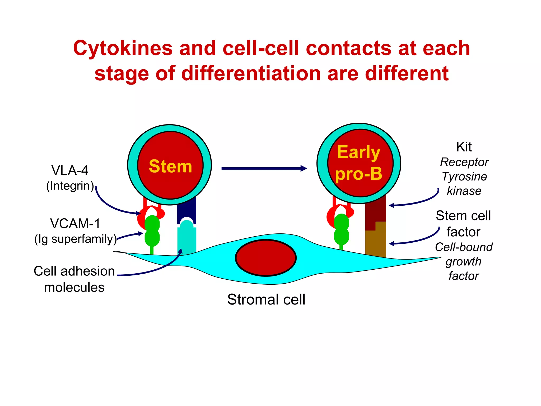 Early pro-B Cytokines and cell-cell contacts at each stage of differentiation are different Kit Receptor Tyrosine kinase Stem cell factor Cell-bound growth factor VLA-4 (Integrin) Stem Stromal cell Cell adhesion molecules VCAM-1 (Ig superfamily) 