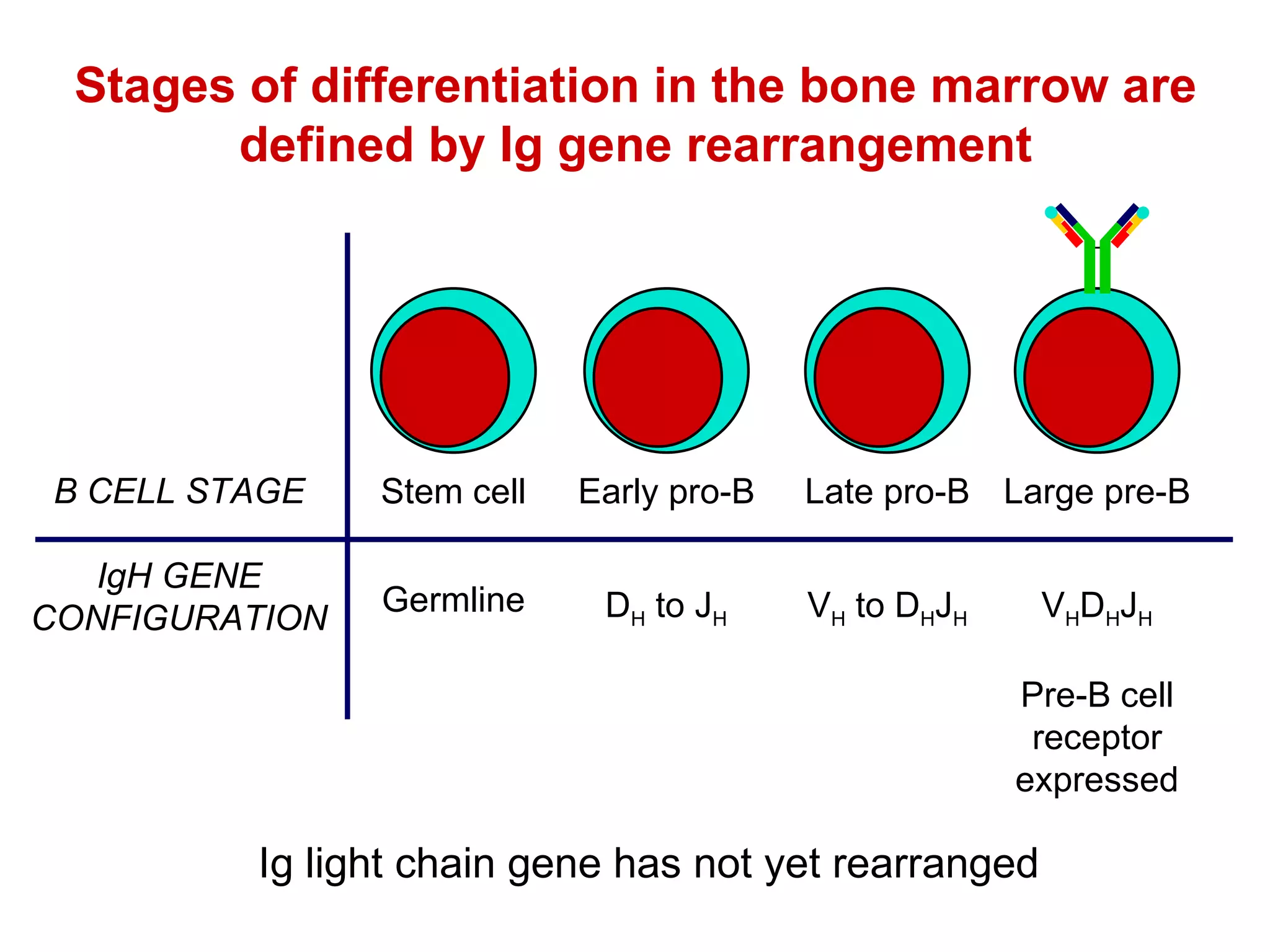 Stages of differentiation in the bone marrow are defined by Ig gene rearrangement B CELL STAGE IgH GENE CONFIGURATION Stem cell Early pro-B Late pro-B Large pre-B Germline D H  to J H V H  to D H J H V H D H J H Ig light chain gene has not yet rearranged Pre-B cell receptor expressed 