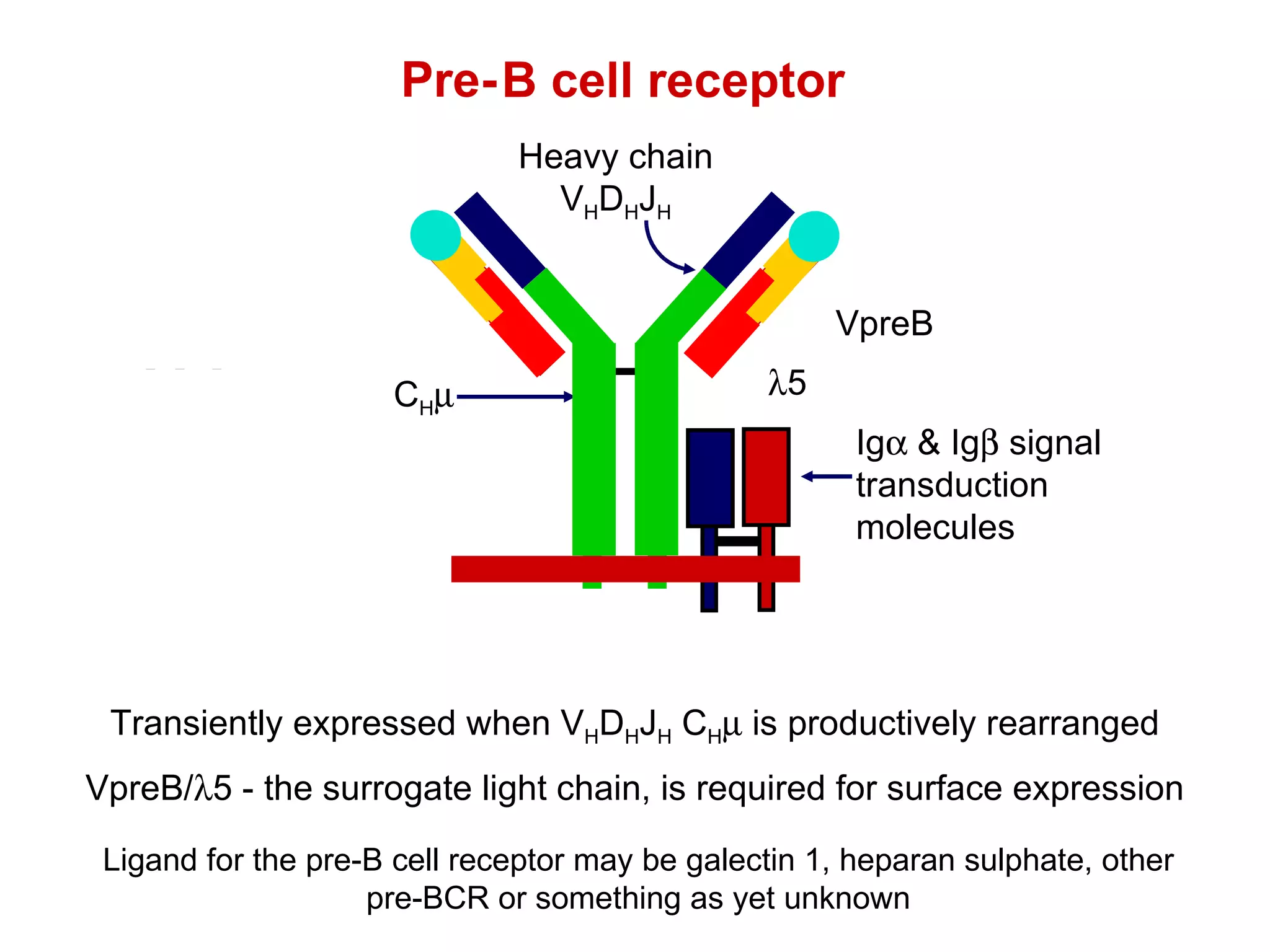 B cell receptor Transiently expressed when V H D H J H  C H   is productively rearranged VpreB/  5 - the surrogate light chain, is required for surface expression Ligand for the pre-B cell receptor may be galectin 1, heparan sulphate, other pre-BCR or something as yet unknown Pre- Ig   & Ig   signal transduction molecules C H  Heavy chain V H D H J H Light chain V L J L C L VpreB  5 