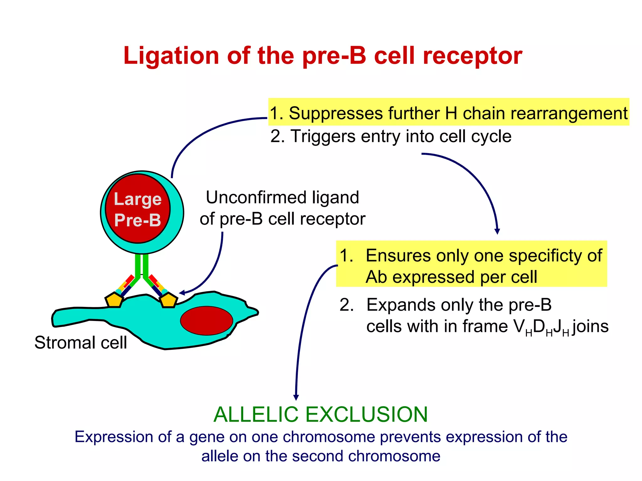 Ligation of the pre-B cell receptor 1. Ensures only one specificty of Ab expressed per cell 2. Triggers entry into cell cycle ALLELIC EXCLUSION Expression of a gene on one chromosome prevents expression of the allele on the second chromosome 1. Suppresses further H chain rearrangement 2. Expands only the pre-B cells with in frame V H D H J H  joins Large Pre-B Stromal cell Unconfirmed ligand of pre-B cell receptor 