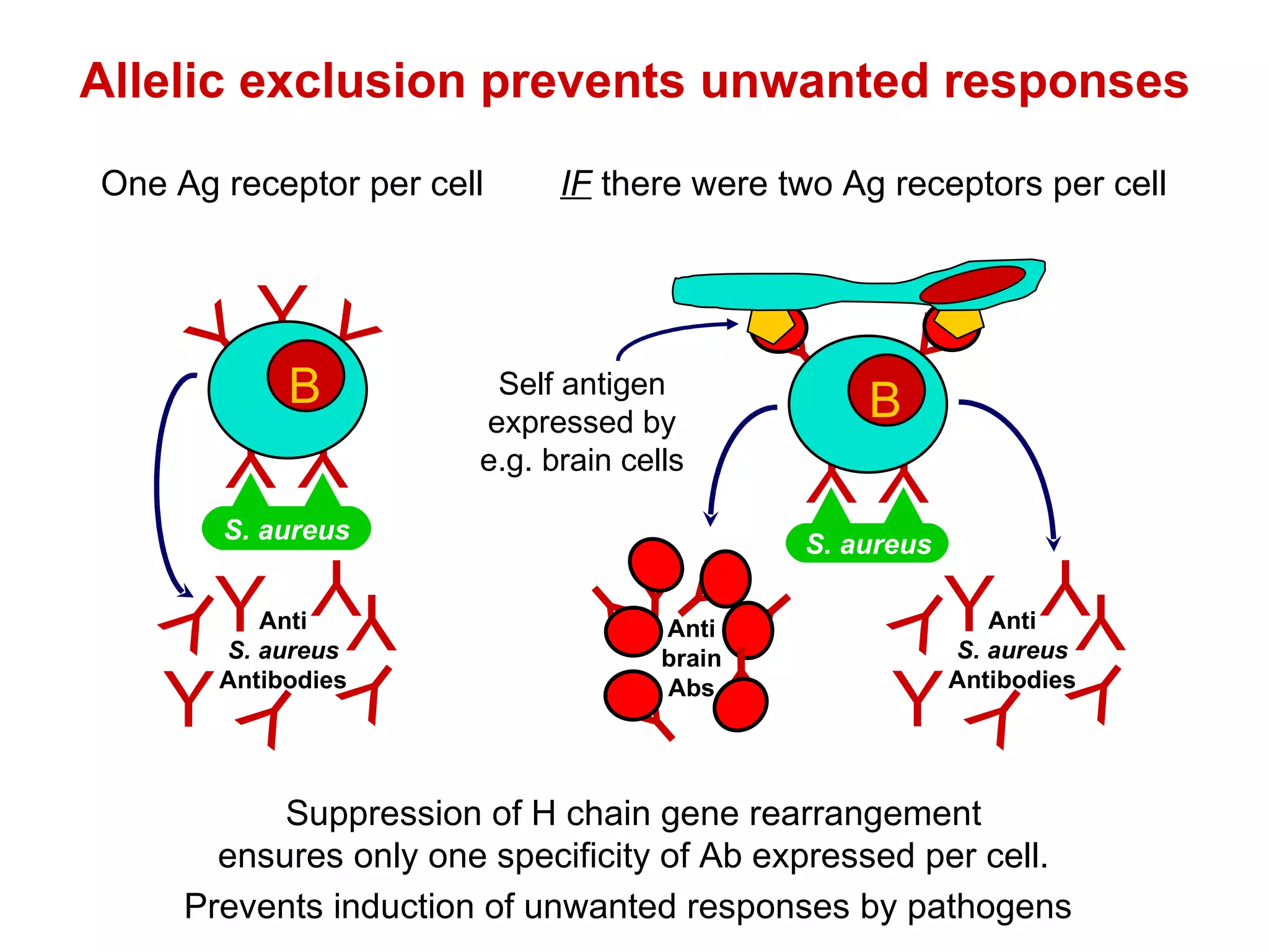 Suppression of H chain gene rearrangement ensures only one specificity of Ab expressed per cell. Allelic exclusion prevents unwanted responses One Ag receptor per cell IF  there were two Ag receptors per cell Prevents induction of unwanted responses by pathogens Y Y Y Y B Self antigen expressed by e.g. brain cells S. aureus Y Y Y Y Y B S. aureus Y Y Y Y Y Y Y Anti S. aureus Antibodies Y Y Y Y Y Y Anti brain Abs Y Y Y Y Y Y Y Anti S. aureus Antibodies 