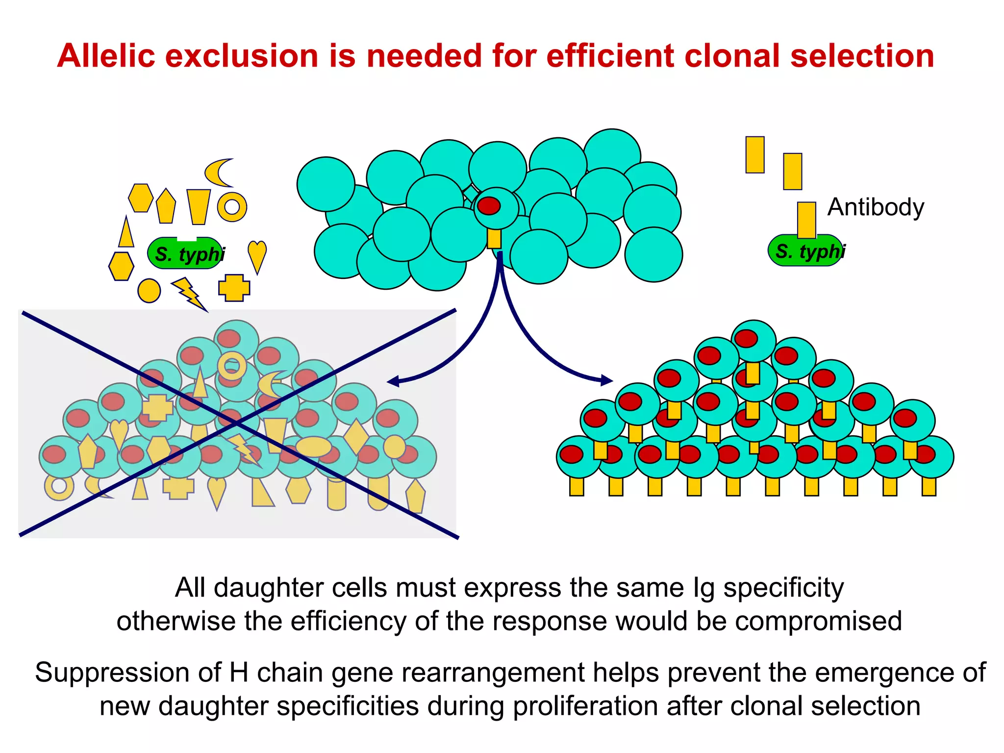 Allelic exclusion is needed for efficient clonal selection All daughter cells must express the same Ig specificity otherwise the efficiency of the response would be compromised Suppression of H chain gene rearrangement helps prevent the emergence of new daughter specificities during proliferation after clonal selection Antibody S. typhi S. typhi 
