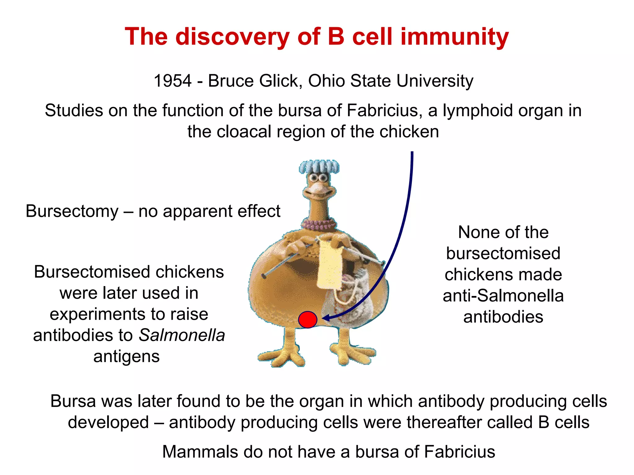 The discovery of B cell immunity 1954 - Bruce Glick, Ohio State University Studies on the function of the bursa of Fabricius, a lymphoid organ in the cloacal region of the chicken Bursectomy – no apparent effect Bursectomised chickens were later used in experiments to raise antibodies to  Salmonella  antigens  None of the bursectomised chickens made anti-Salmonella antibodies Bursa was later found to be the organ in which antibody producing cells developed – antibody producing cells were thereafter called B cells Mammals do not have a bursa of Fabricius 