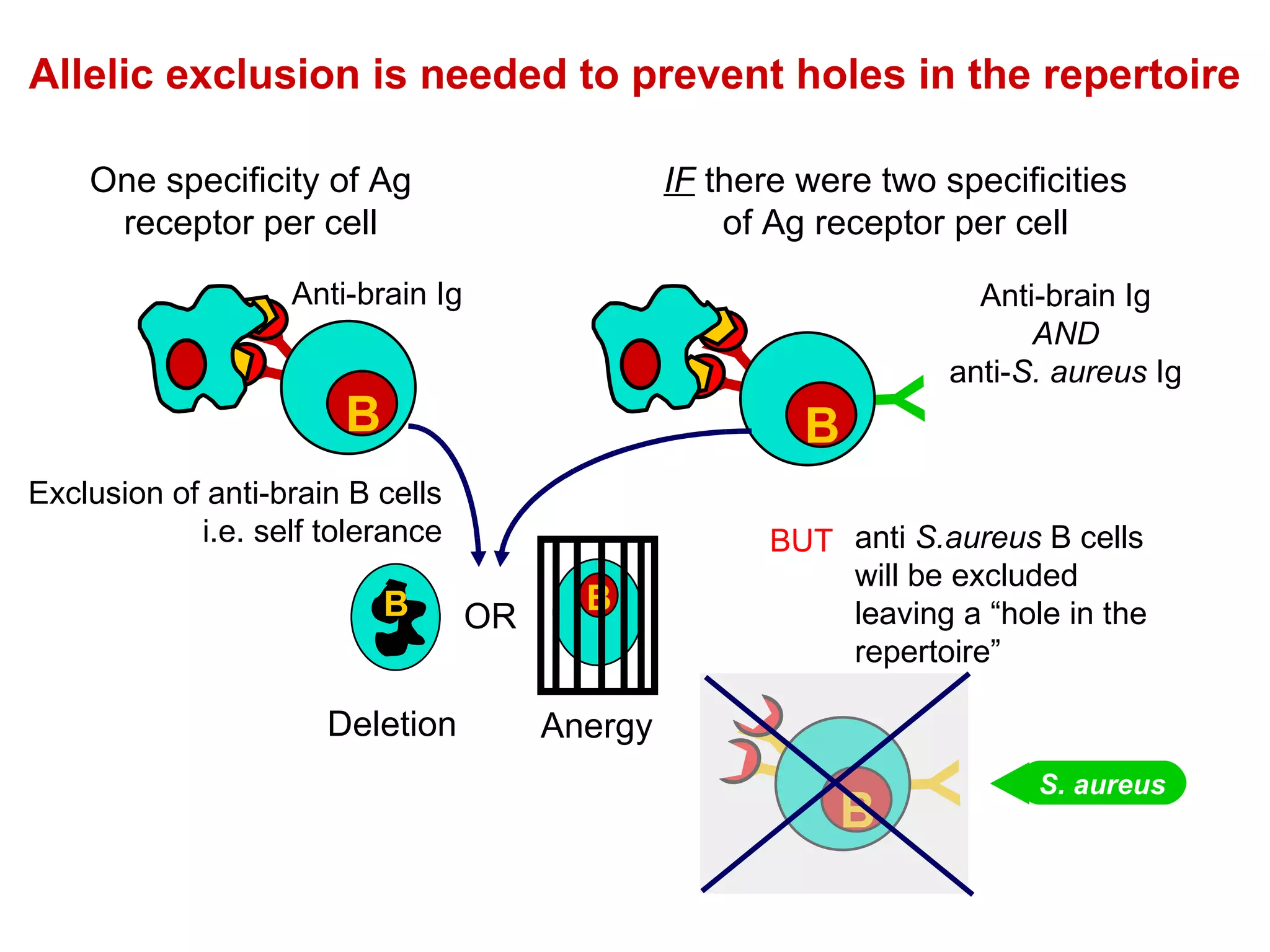 Allelic exclusion is needed to prevent holes in the repertoire  Exclusion of anti-brain B cells i.e. self tolerance Anti-brain Ig AND anti- S. aureus  Ig Anti-brain Ig anti  S.aureus  B cells will be excluded leaving a “hole in the repertoire” BUT Y Y B B One specificity of Ag receptor per cell S. aureus Y Y Y B B IF  there were two specificities of Ag receptor per cell B B Deletion Anergy OR Y Y Y B B 