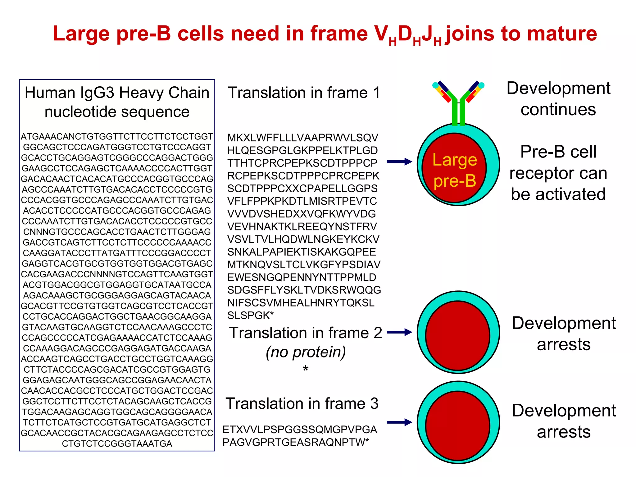 Human IgG3 Heavy Chain nucleotide sequence ATGAAACANCTGTGGTTCTTCCTTCTCCTGGTGGCAGCTCCCAGATGGGTCCTGTCCCAGGTGCACCTGCAGGAGTCGGGCCCAGGACTGGGGAAGCCTCCAGAGCTCAAAACCCCACTTGGTGACACAACTCACACATGCCCACGGTGCCCAGAGCCCAAATCTTGTGACACACCTCCCCCGTGCCCACGGTGCCCAGAGCCCAAATCTTGTGACACACCTCCCCCATGCCCACGGTGCCCAGAGCCCAAATCTTGTGACACACCTCCCCCGTGCCCNNNGTGCCCAGCACCTGAACTCTTGGGAGGACCGTCAGTCTTCCTCTTCCCCCCAAAACCCAAGGATACCCTTATGATTTCCCGGACCCCTGAGGTCACGTGCGTGGTGGTGGACGTGAGCCACGAAGACCCNNNNGTCCAGTTCAAGTGGTACGTGGACGGCGTGGAGGTGCATAATGCCAAGACAAAGCTGCGGGAGGAGCAGTACAACAGCACGTTCCGTGTGGTCAGCGTCCTCACCGTCCTGCACCAGGACTGGCTGAACGGCAAGGAGTACAAGTGCAAGGTCTCCAACAAAGCCCTCCCAGCCCCCATCGAGAAAACCATCTCCAAAGCCAAAGGACAGCCCGAGGAGATGACCAAGAACCAAGTCAGCCTGACCTGCCTGGTCAAAGGCTTCTACCCCAGCGACATCGCCGTGGAGTGGGAGAGCAATGGGCAGCCGGAGAACAACTACAACACCACGCCTCCCATGCTGGACTCCGACGGCTCCTTCTTCCTCTACAGCAAGCTCACCGTGGACAAGAGCAGGTGGCAGCAGGGGAACATCTTCTCATGCTCCGTGATGCATGAGGCTCTGCACAACCGCTACACGCAGAAGAGCCTCTCCCTGTCTCCGGGTAAATGA Large pre-B cells need in frame V H D H J H  joins to mature Translation in frame 2 (no protein) * Translation in frame 3 ETXVVLPSPGGSSQMGPVPGAPAGVGPRTGEASRAQNPTW* Translation in frame 1 MKXLWFFLLLVAAPRWVLSQVHLQESGPGLGKPPELKTPLGDTTHTCPRCPEPKSCDTPPPCPRCPEPKSCDTPPPCPRCPEPKSCDTPPPCXXCPAPELLGGPSVFLFPPKPKDTLMISRTPEVTCVVVDVSHEDXXVQFKWYVDGVEVHNAKTKLREEQYNSTFRVVSVLTVLHQDWLNGKEYKCKVSNKALPAPIEKTISKAKGQPEEMTKNQVSLTCLVKGFYPSDIAVEWESNGQPENNYNTTPPMLDSDGSFFLYSKLTVDKSRWQQGNIFSCSVMHEALHNRYTQKSLSLSPGK* Large pre-B Development continues Pre-B cell receptor can be activated Development arrests Development arrests 