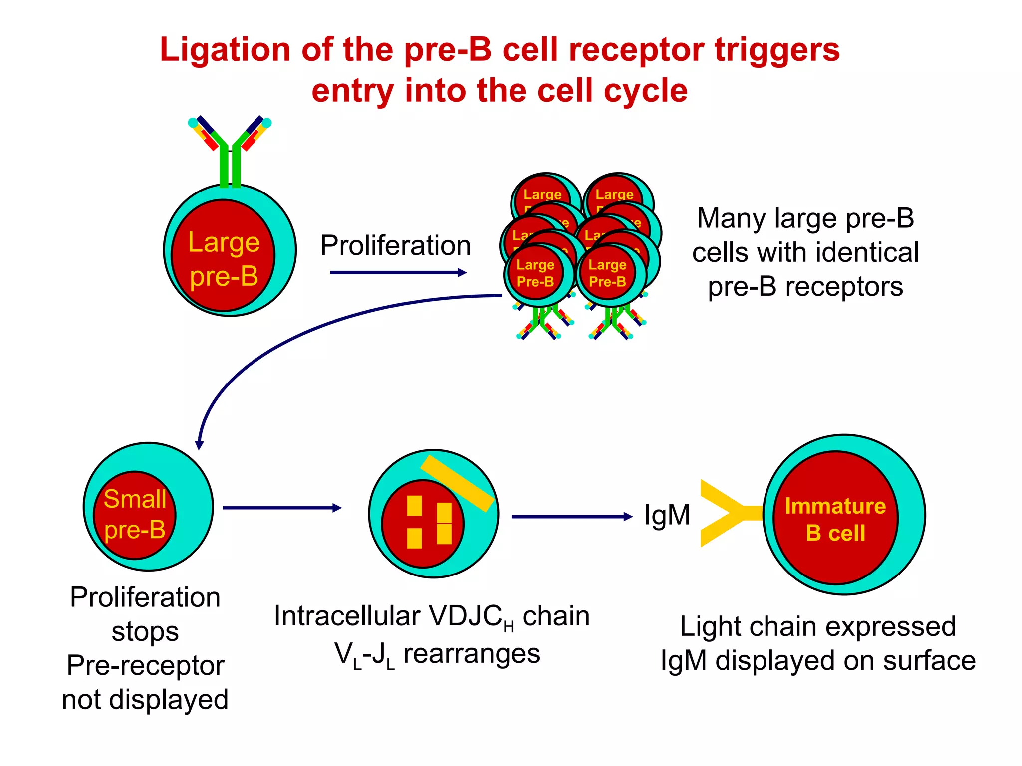 Ligation of the pre-B cell receptor triggers entry into the cell cycle Many large pre-B cells with identical pre-B receptors Large Pre-B Large Pre-B Large Pre-B Large Pre-B Large Pre-B Large Pre-B Large Pre-B Large Pre-B Large Pre-B Large Pre-B Proliferation Y Immature B cell Light chain expressed IgM displayed on surface IgM Large pre-B Large pre-B Intracellular VDJC H  chain V L -J L  rearranges Proliferation stops Pre-receptor not displayed Small pre-B 