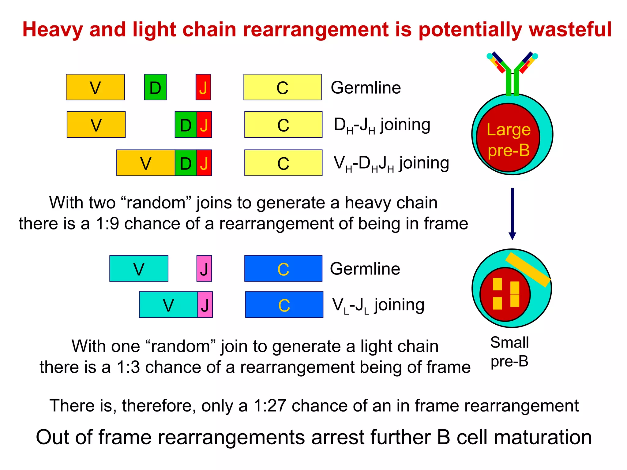 V Germline D H -J H  joining V H -D H J H  joining V Germline V L -J L  joining Heavy and light chain rearrangement is potentially wasteful With two “random” joins to generate a heavy chain there is a 1:9 chance of a rearrangement of being in frame With one “random” join to generate a light chain there is a 1:3 chance of a rearrangement being of frame There is, therefore, only a 1:27 chance of an in frame rearrangement Out of frame rearrangements arrest further B cell maturation V D J C D J V C D J V C D J V J C V C J Large pre-B Small pre-B 