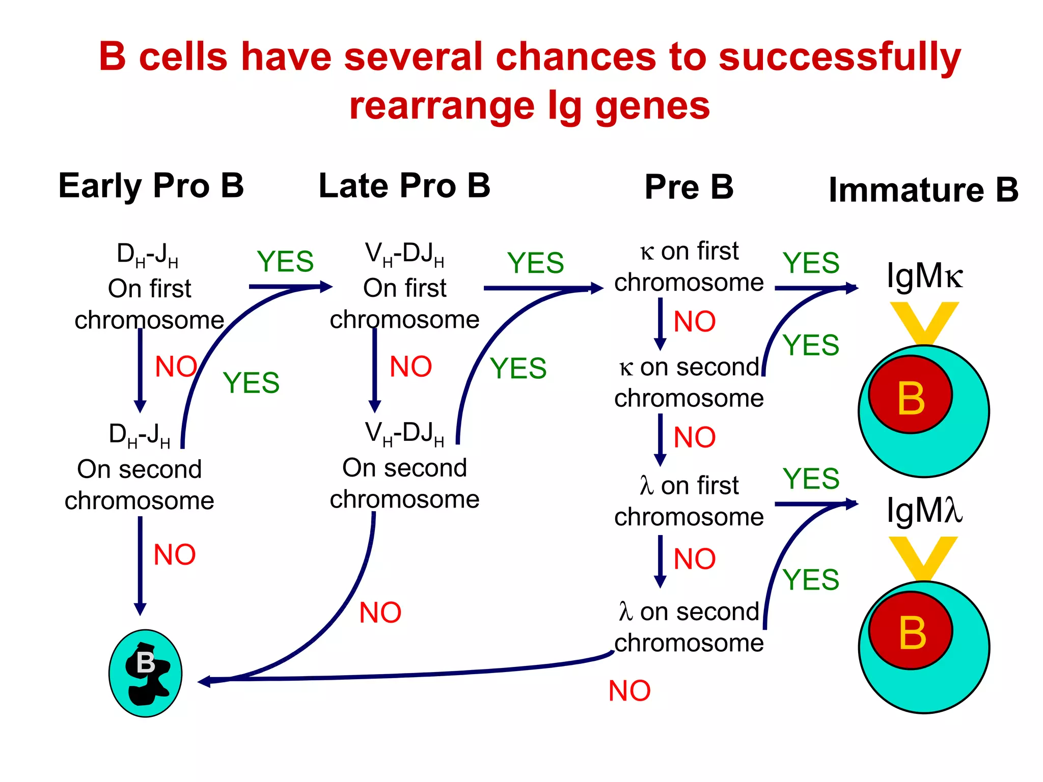 B cells have several chances to successfully rearrange Ig genes Early Pro B Late Pro B Pre B V H -DJ H On first chromosome V H -DJ H On second chromosome Immature B    on first chromosome    on second chromosome    on first chromosome    on second chromosome D H -J H  On first chromosome D H -J H On second chromosome NO YES NO B NO NO NO NO YES YES NO YES YES YES YES Y IgM  B Y IgM  B YES NO 
