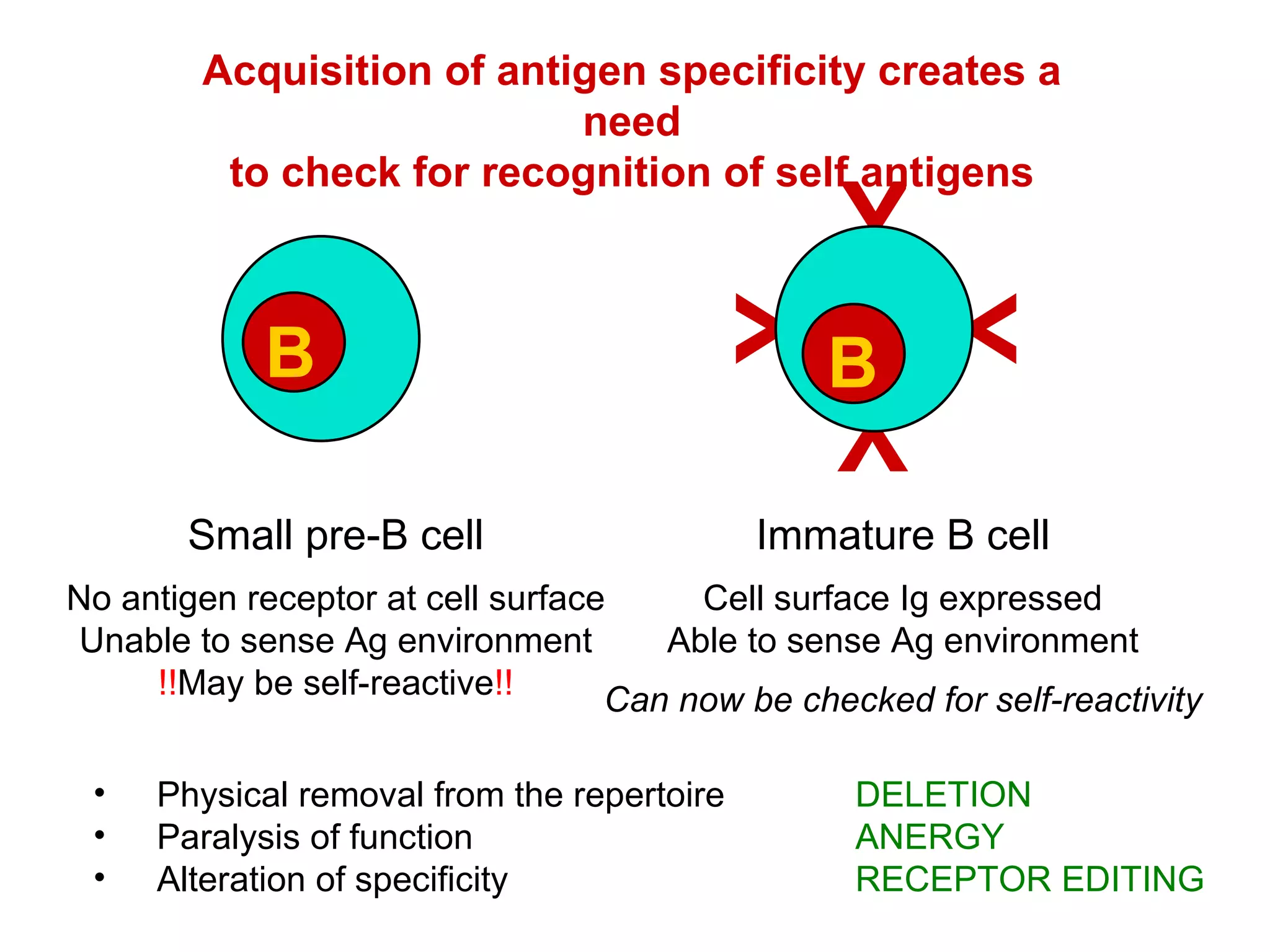 Small pre-B cell No antigen receptor at cell surface Unable to sense Ag environment !! May be self-reactive !! Immature B cell Cell surface Ig expressed Able to sense Ag environment Can now be checked for self-reactivity Acquisition of antigen specificity creates a need to check for recognition of self antigens Physical removal from the repertoire DELETION Paralysis of function ANERGY Alteration of specificity RECEPTOR EDITING B Y Y Y Y B 