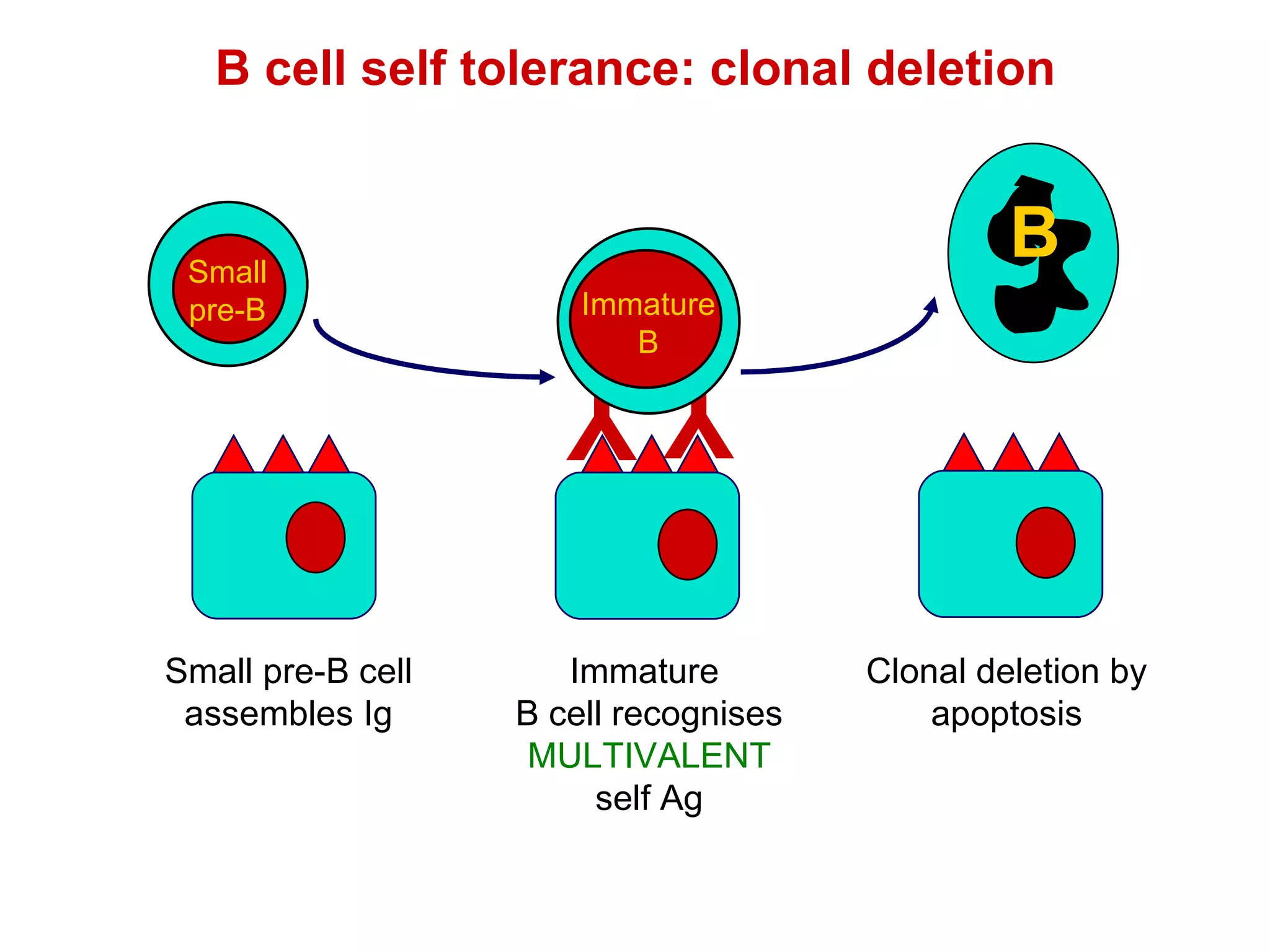 B cell self tolerance: clonal deletion Immature  B cell recognises MULTIVALENT self Ag Clonal deletion by apoptosis B Y Y B Immature B B Small pre-B Small pre-B cell assembles Ig 